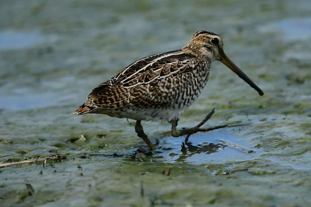 Ferienwohnung Water Bird Family Toucheng Exterior foto
